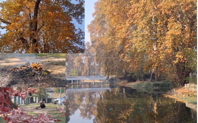 وادی کشمیرمیں موسم سرما کی تیاریاں: چنار، کوئلہ اورآلودگی 