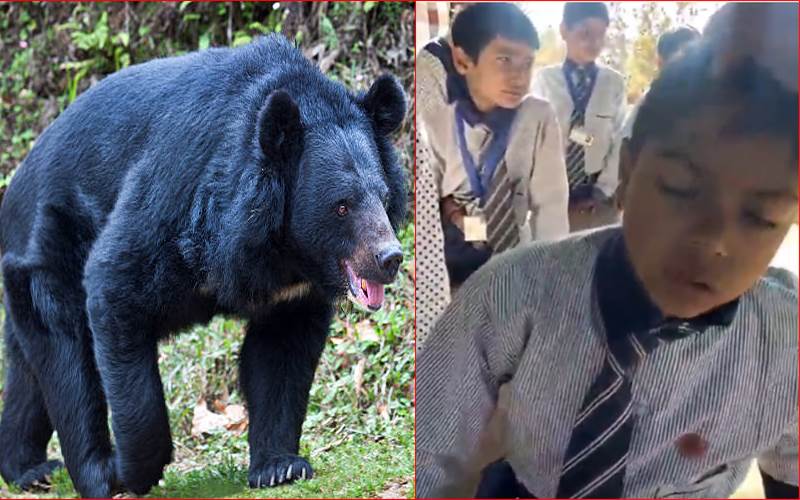 اتراکھنڈ : بھالو نے اسکول سے بچے کو اٹھا لے بھاگا،جانیے پھر کیا ہوا؟