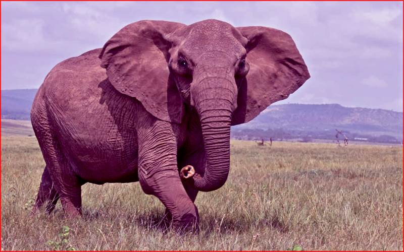 ہاتھی کے لاش کو  32 ٹکڑوں میں کیا گیا  دفن،افسران پر حقائق چھپانے اور ثبوتوں سے چھیڑ چھاڑ کرنے کا الزام