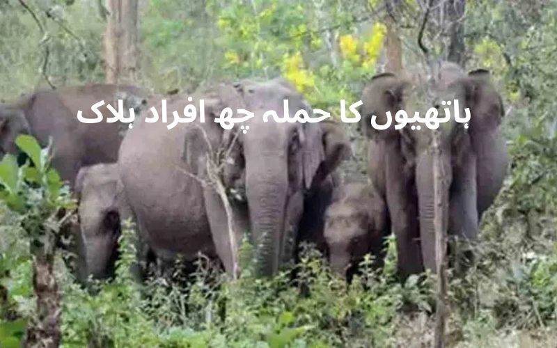 جھارکھنڈ: جنگلی ہاتھیوں کاحملہ۔ ایک خاندان کے 4 افراد سمیت 6لوگ ہلاک