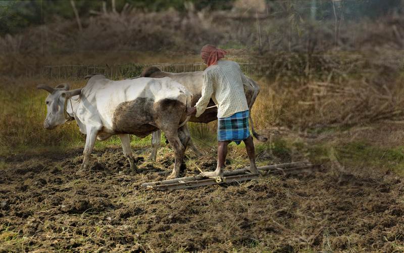 کسانوں کی خودکشی معاملہ: کرناٹک ملک میں دوسرے نمبر پر 