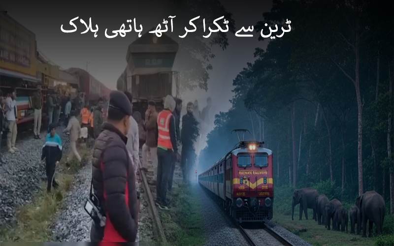 آسام: راجدھانی ایکسپریس سے 8 ہاتھیوں کی ٹکرانے سےموت