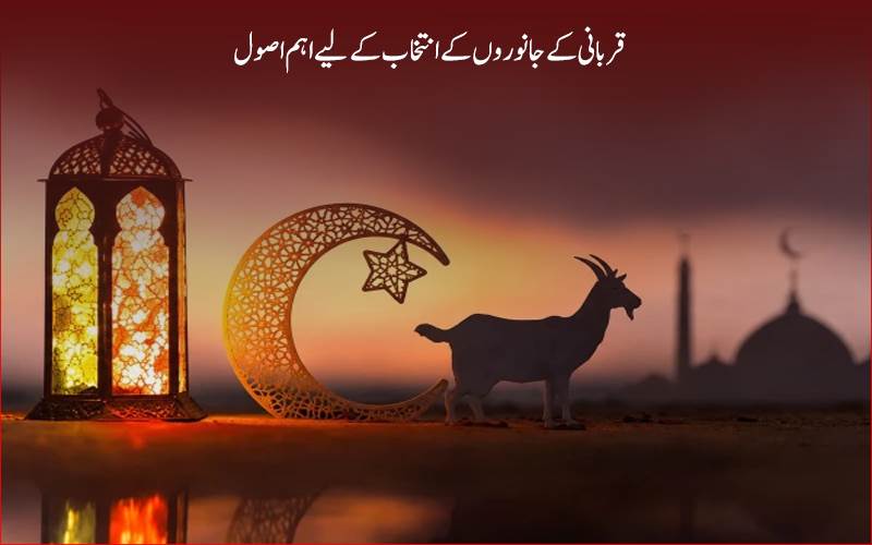 قربانی کا جانور کیسا ہو؟جانیے اسلامی اصول